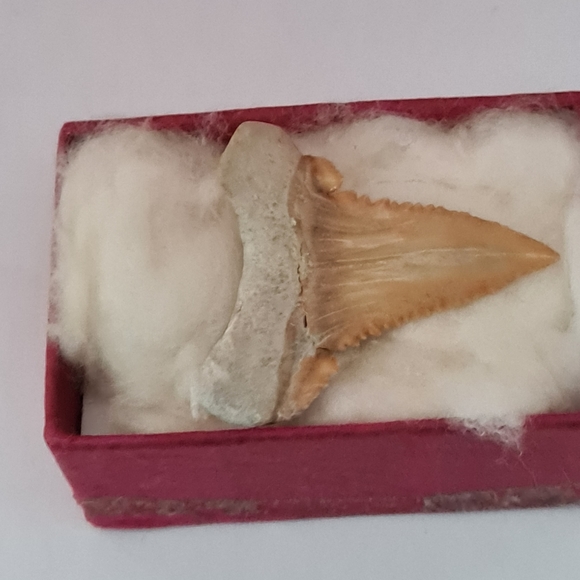 Shark tooth - Picture 2 of 4